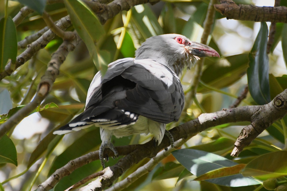 Channel-billed Cuckoo - ML642509790