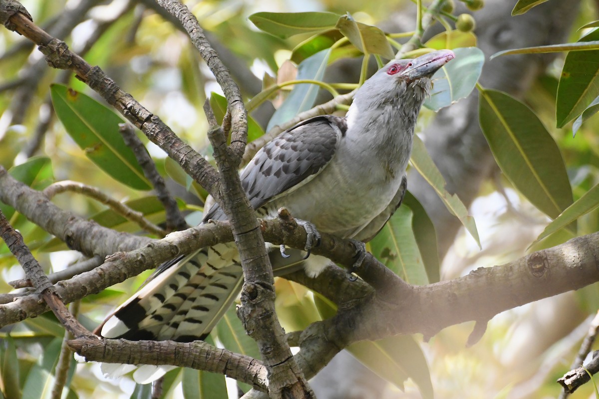 Channel-billed Cuckoo - ML642509796