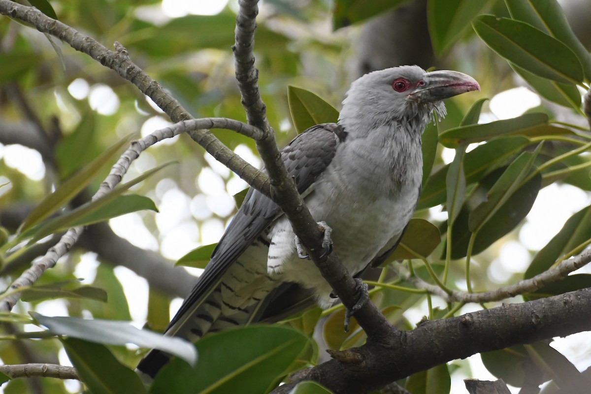 Channel-billed Cuckoo - ML642509806