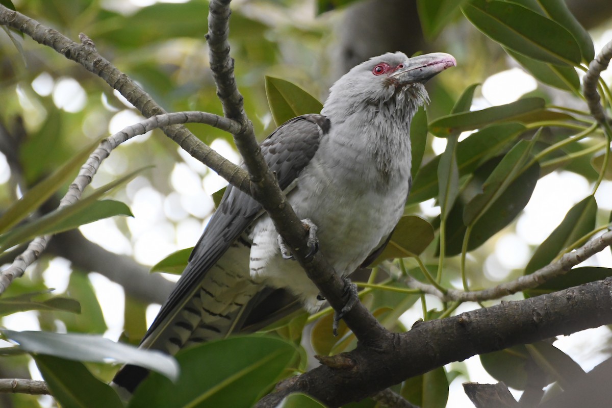 Channel-billed Cuckoo - ML642509808