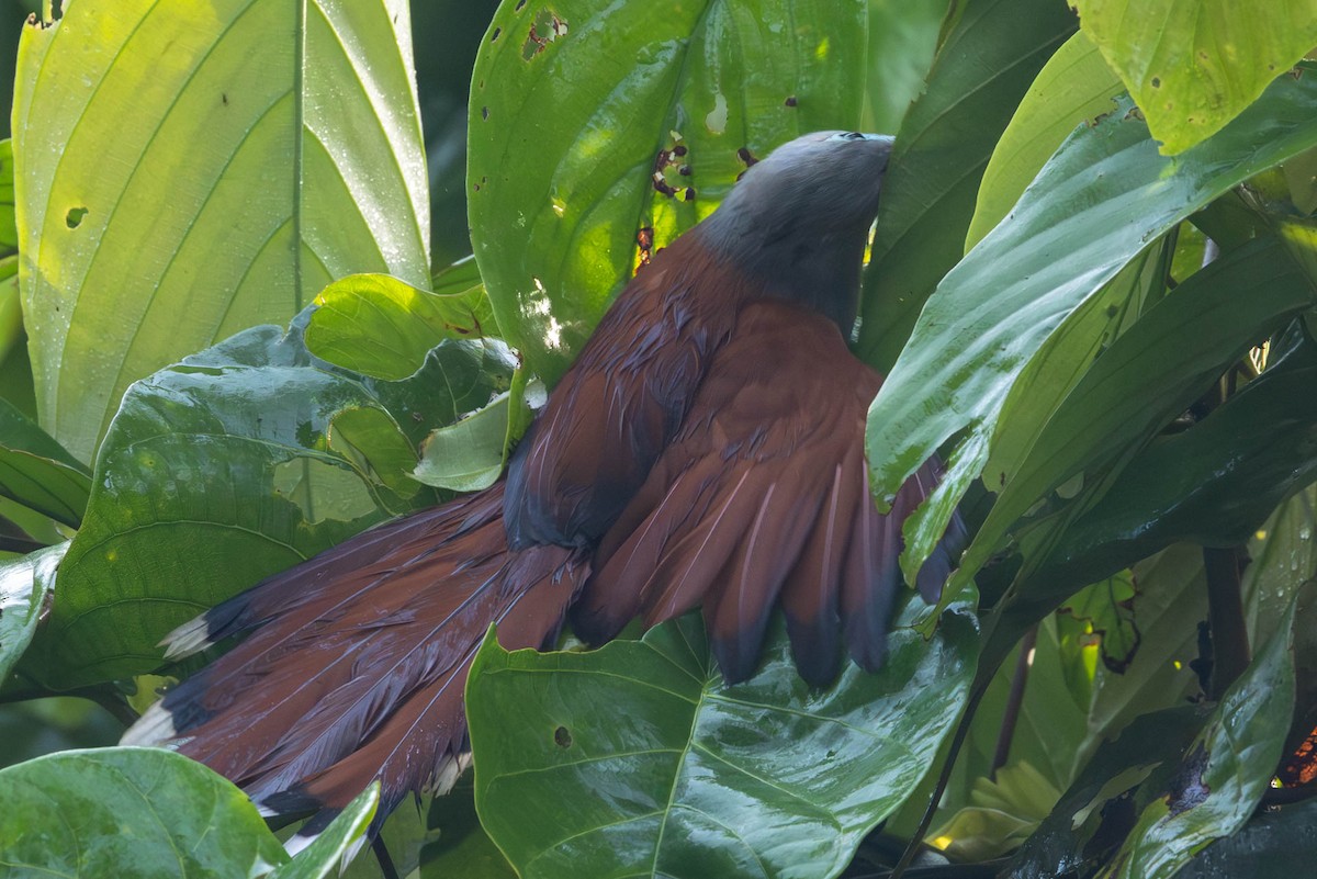 Raffles's Malkoha - ML642509809