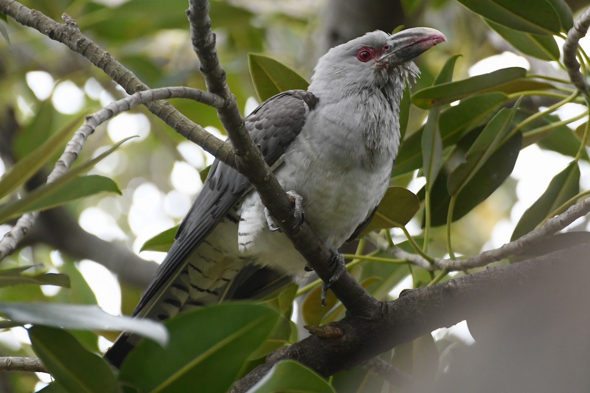Channel-billed Cuckoo - ML642509811