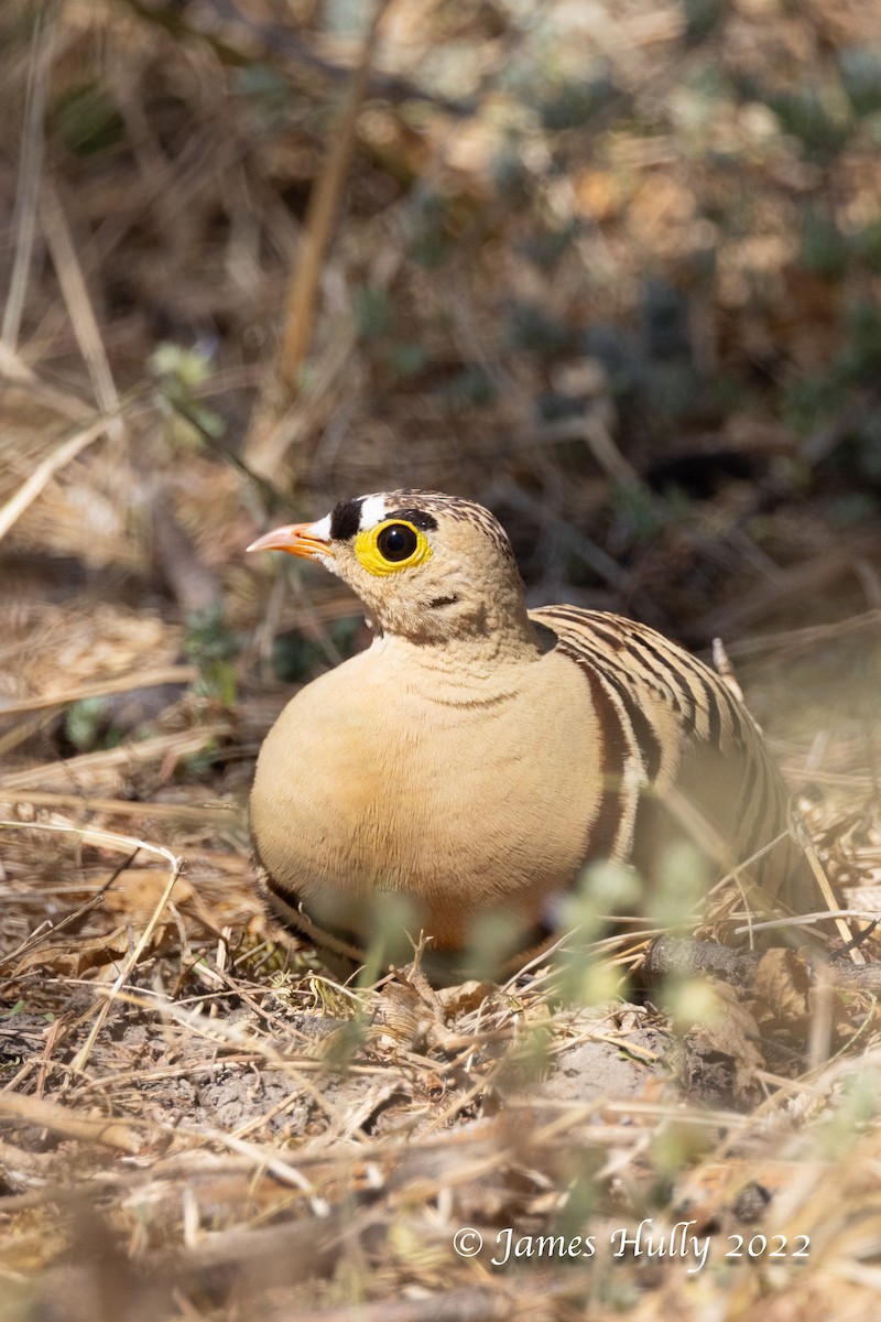 Four-banded Sandgrouse - ML642509814