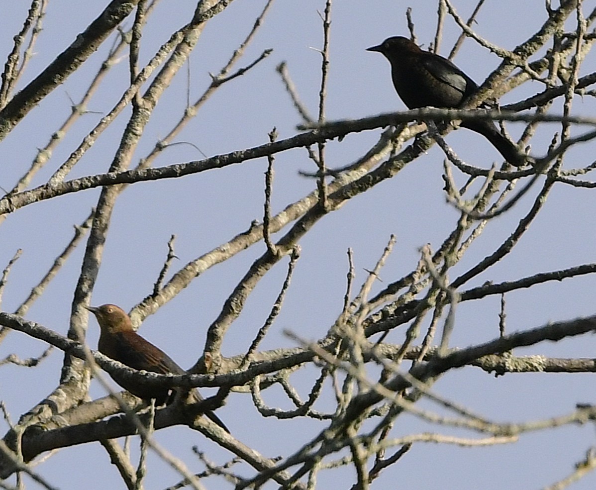 Rusty Blackbird - ML642509816