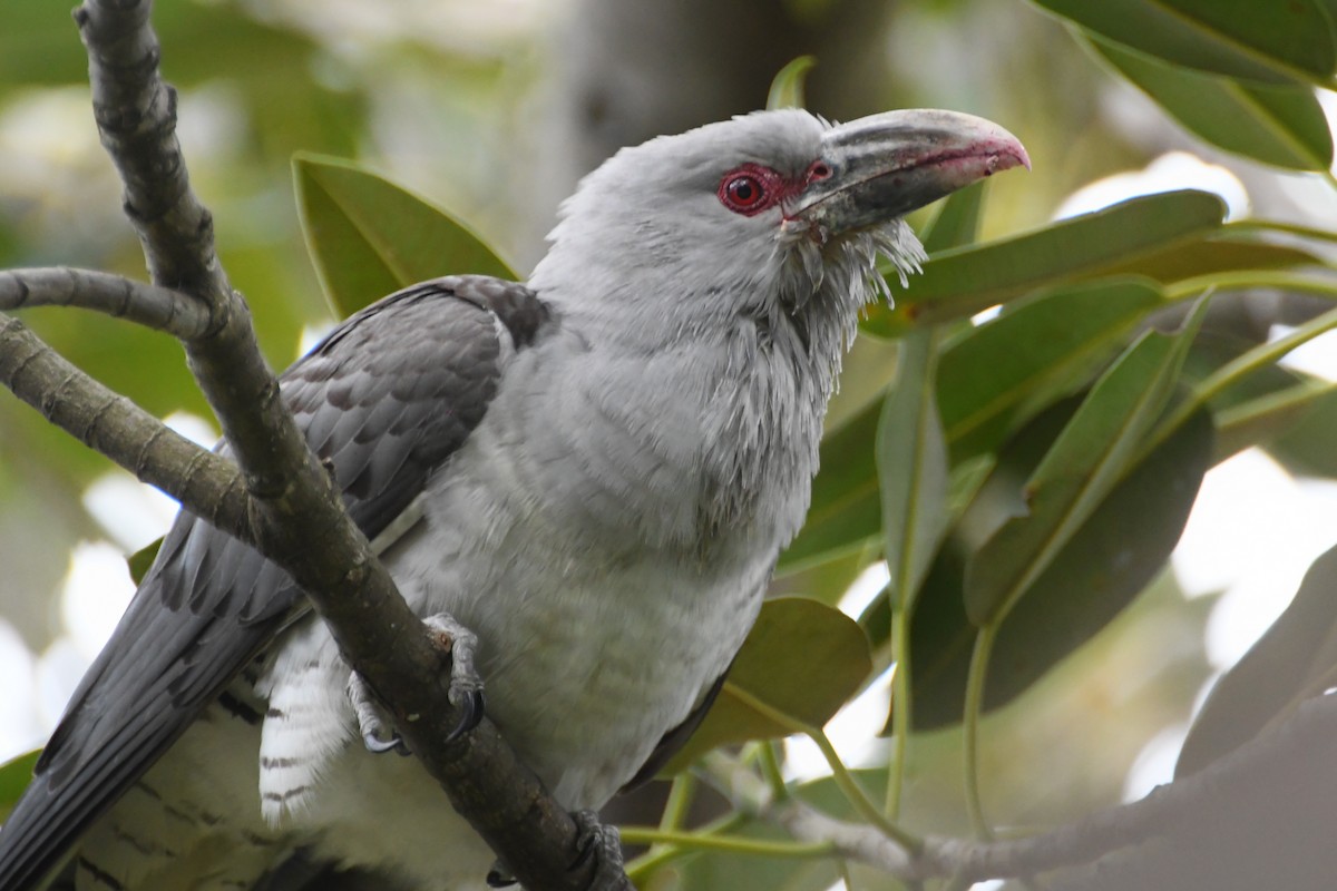 Channel-billed Cuckoo - ML642509817