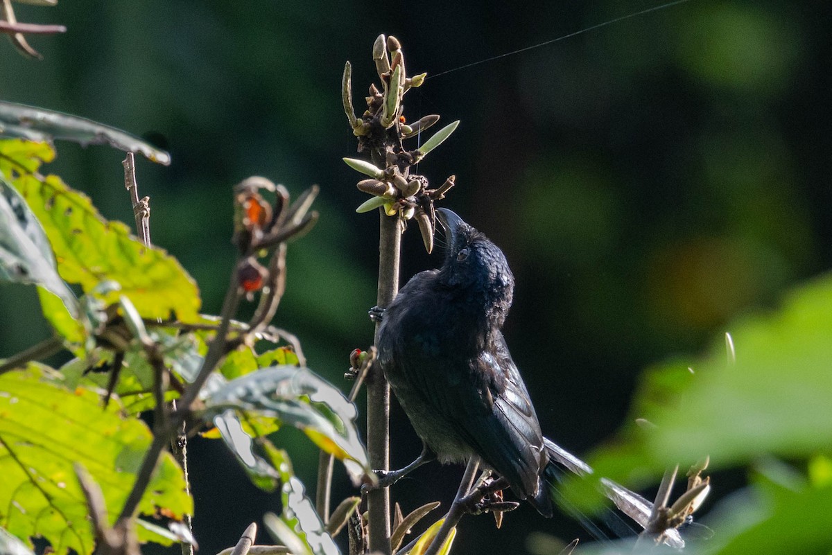 Greater Racket-tailed Drongo - ML642509818