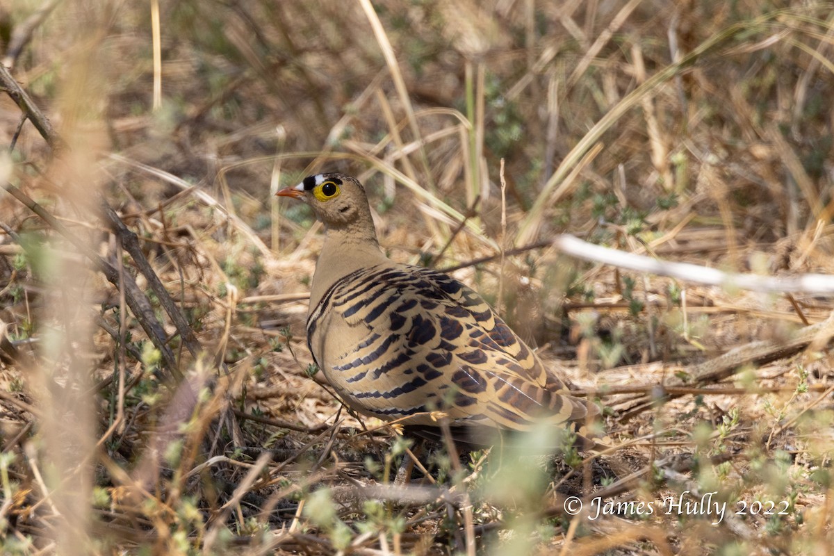 Four-banded Sandgrouse - ML642509819