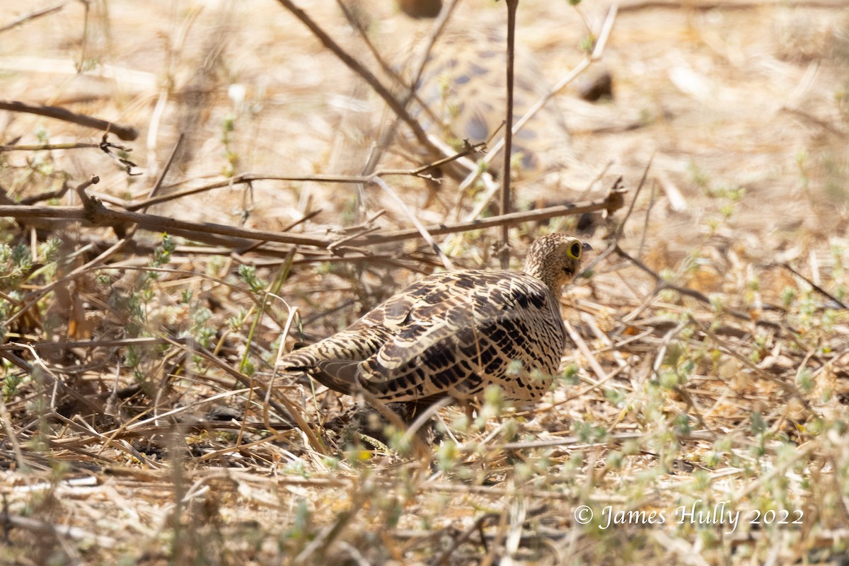 Four-banded Sandgrouse - ML642509820