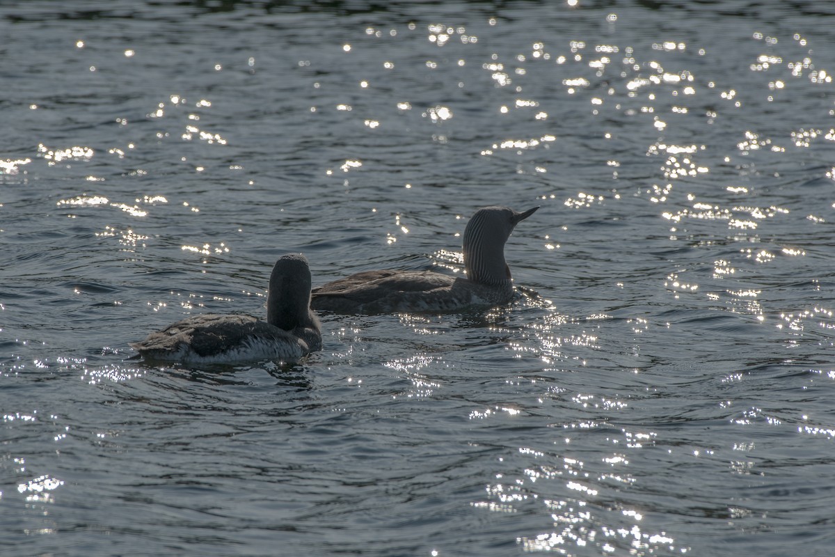 Red-throated Loon - ML642509821