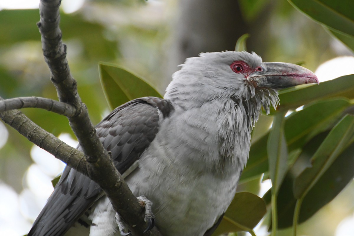 Channel-billed Cuckoo - ML642509823