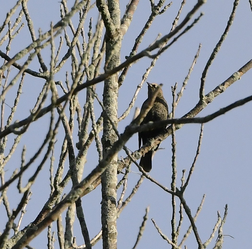 Rusty Blackbird - ML642509825