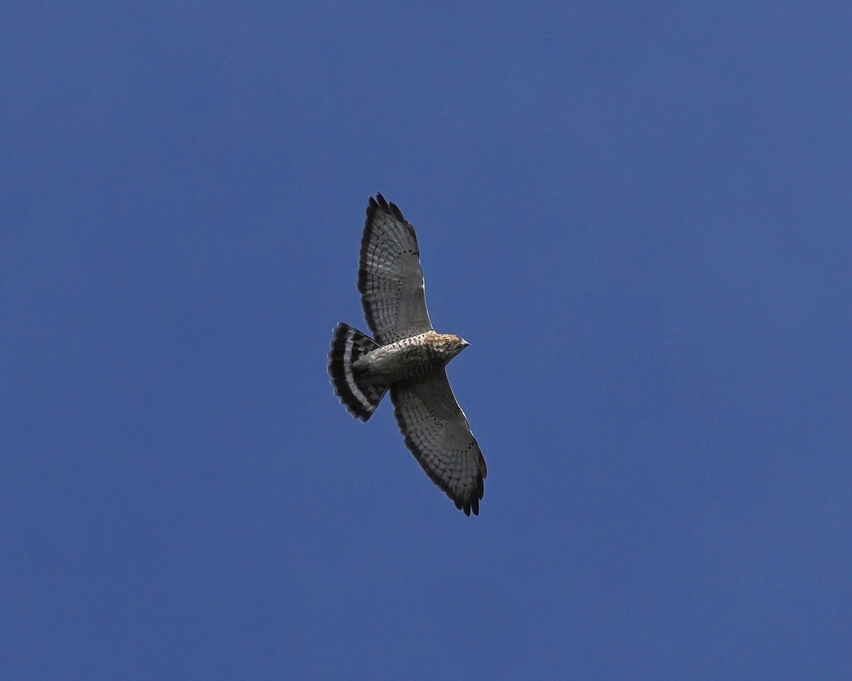 Broad-winged Hawk - ML642509832