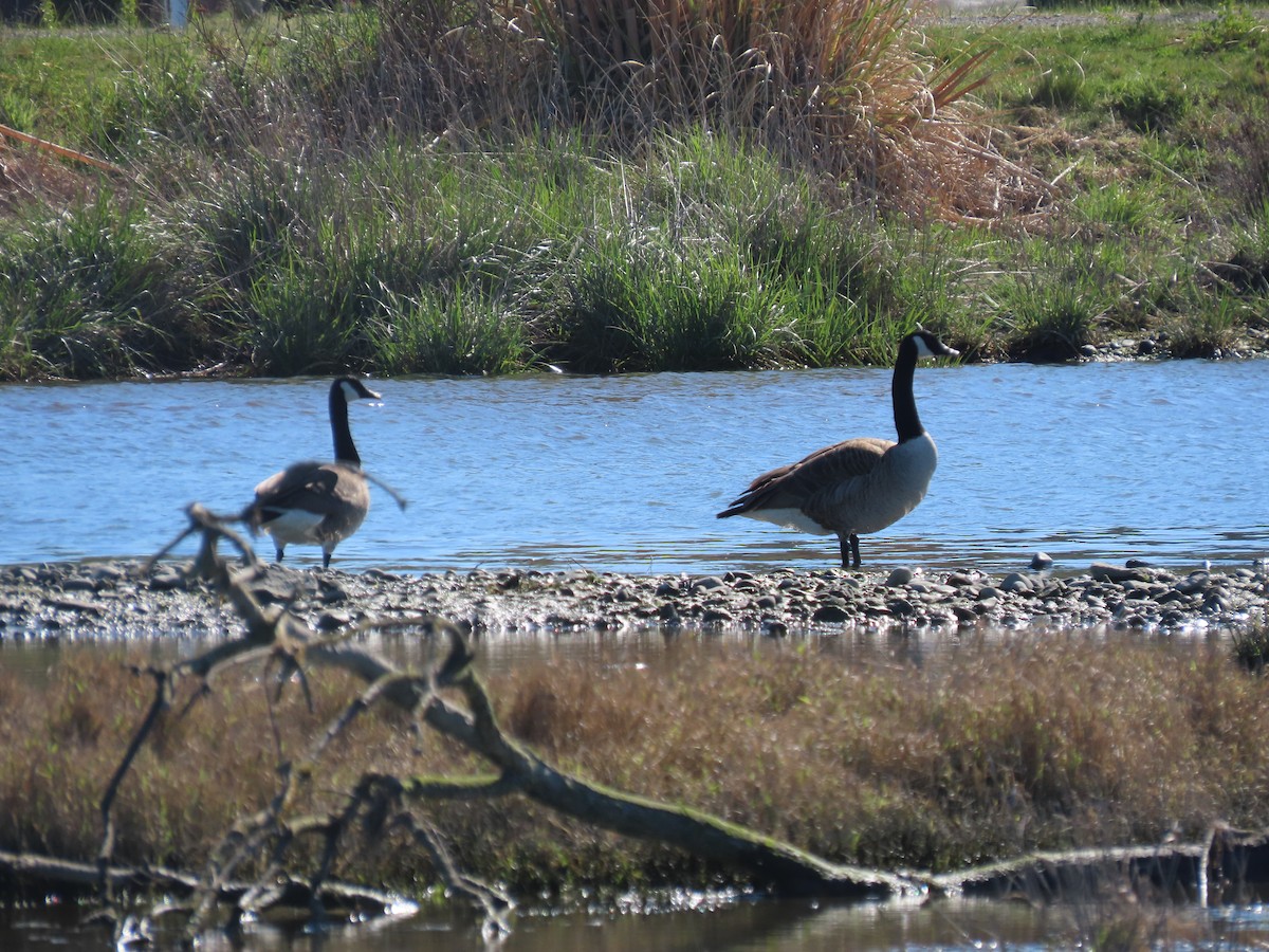 Canada Goose - ML642509833