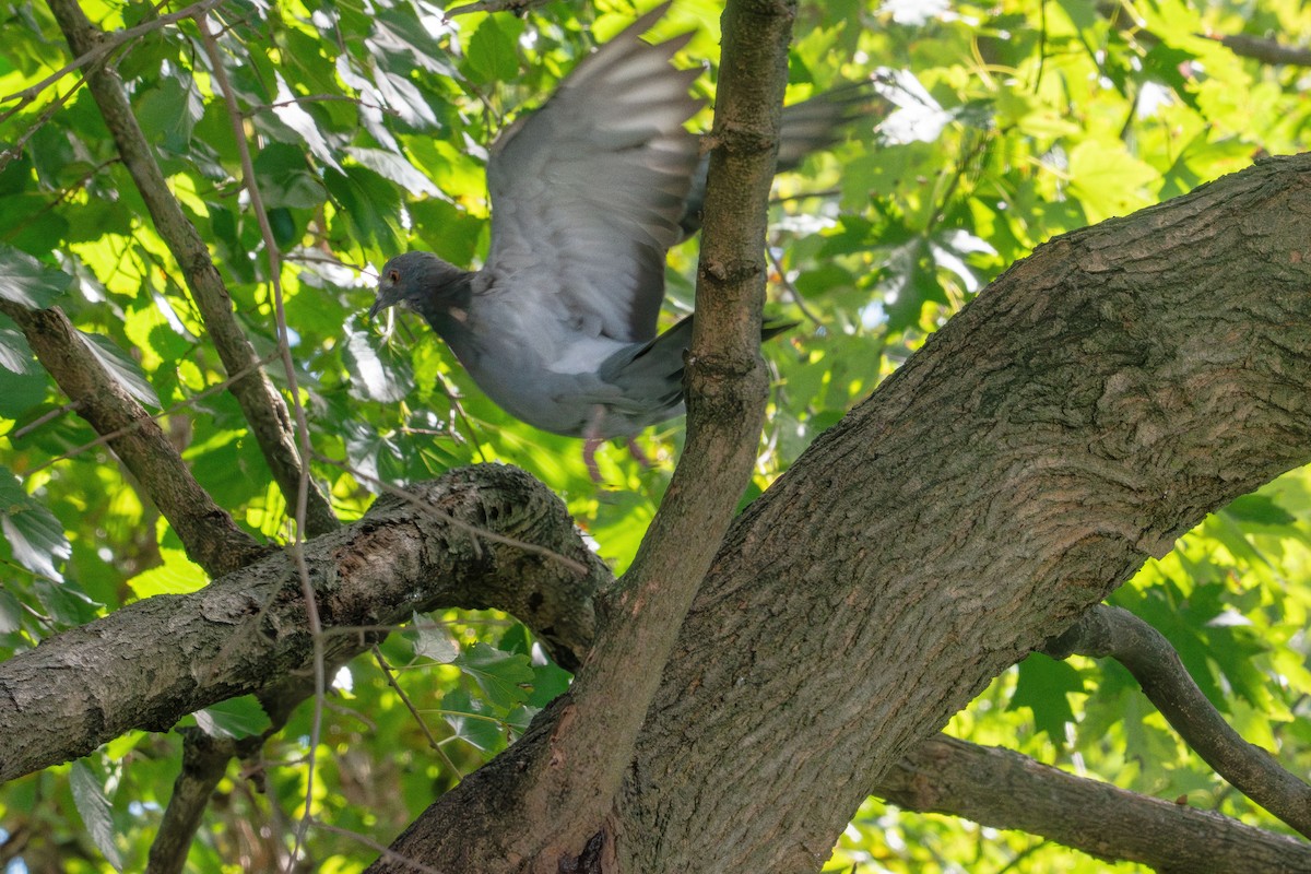 Rock Pigeon (Feral Pigeon) - ML642509835