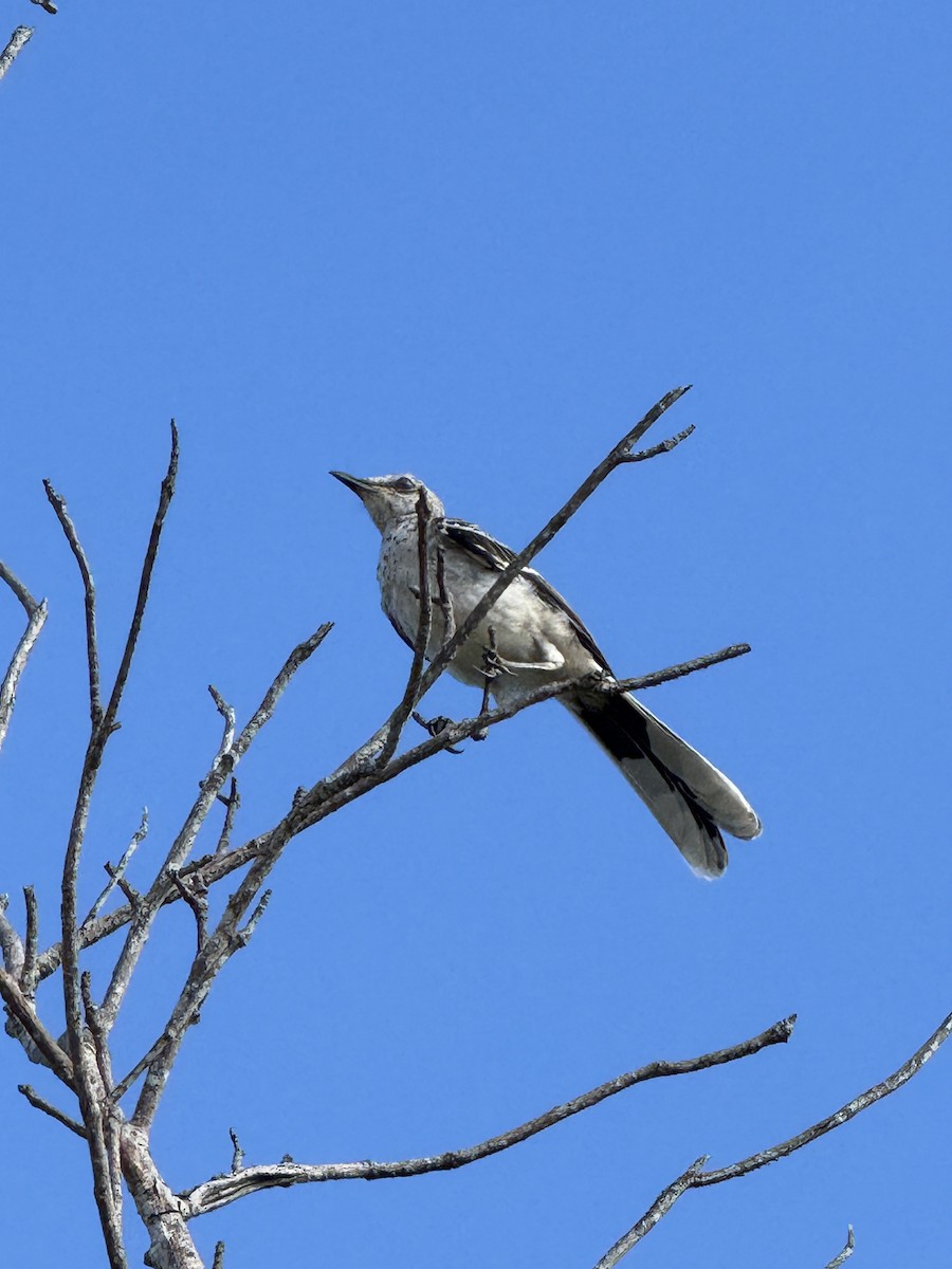 Tropical Mockingbird - ML642509836