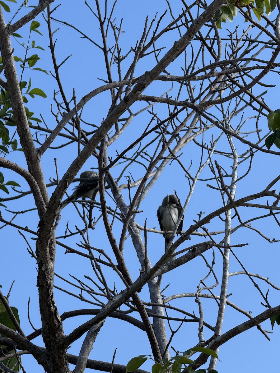 Tropical Mockingbird - ML642509837