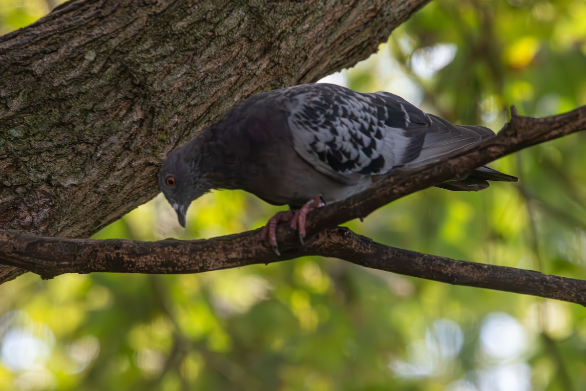 Rock Pigeon (Feral Pigeon) - ML642509838