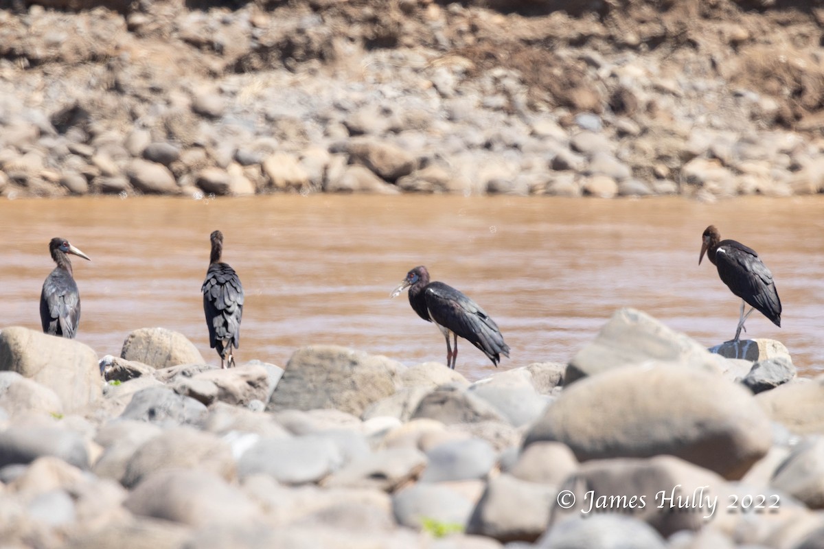 Abdim's Stork - ML642509839