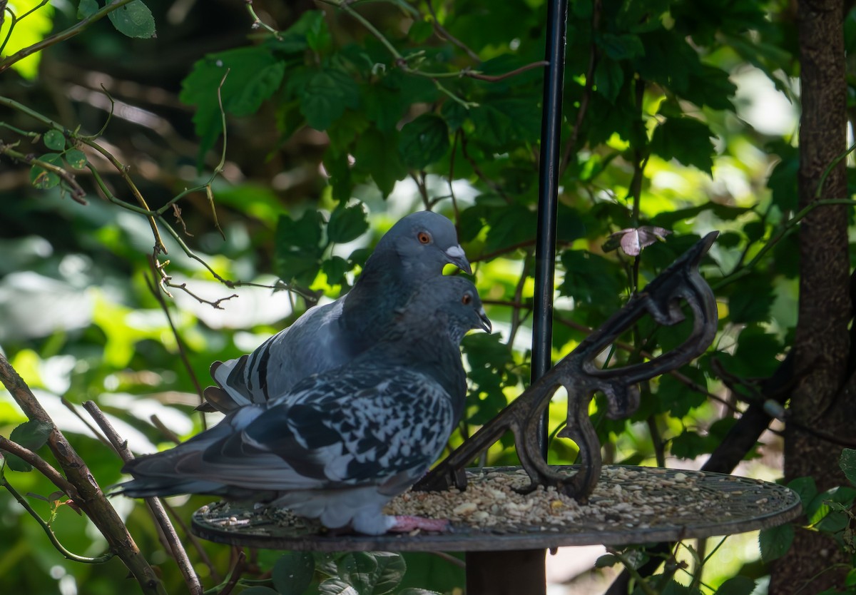 Rock Pigeon (Feral Pigeon) - ML642509840