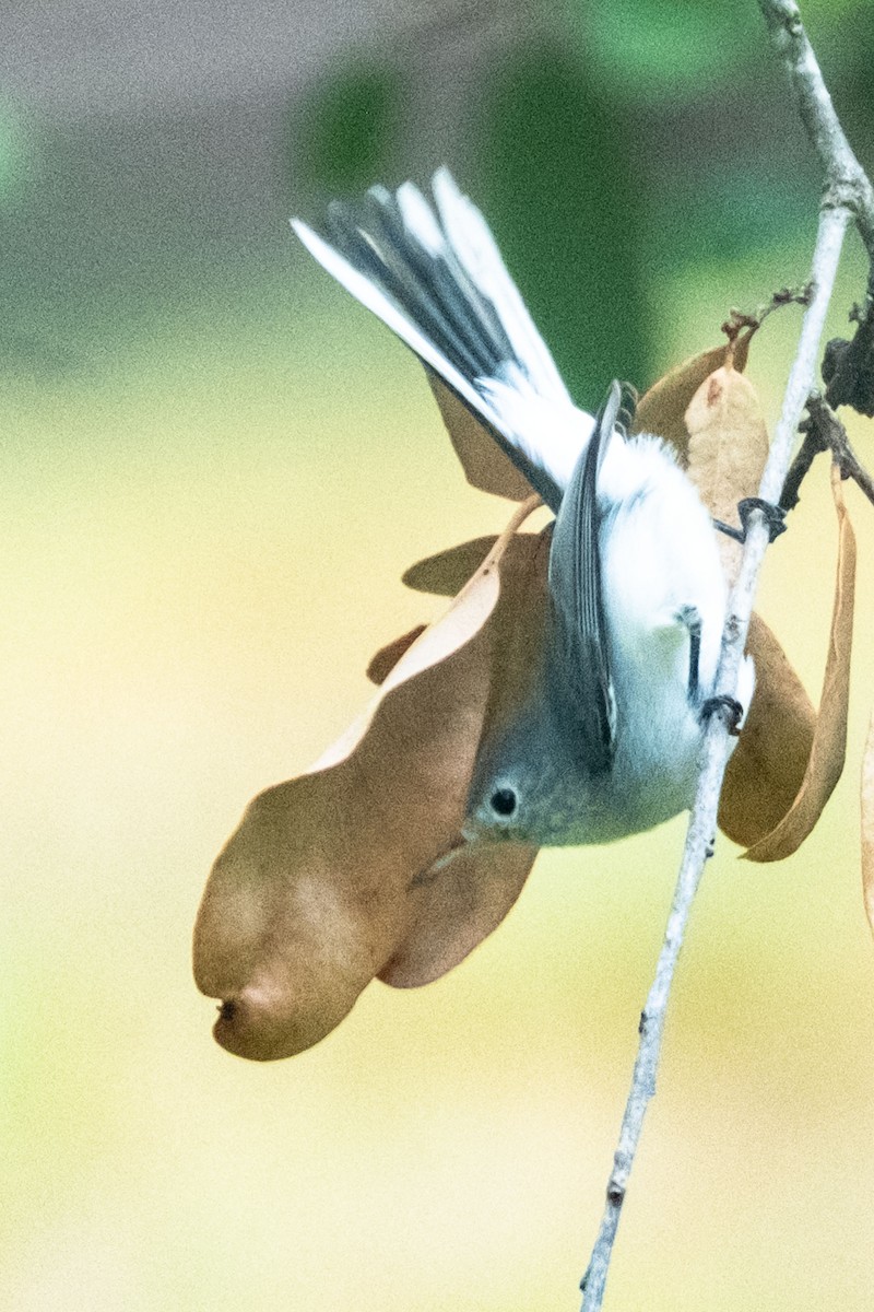 Blue-gray Gnatcatcher - ML642509845