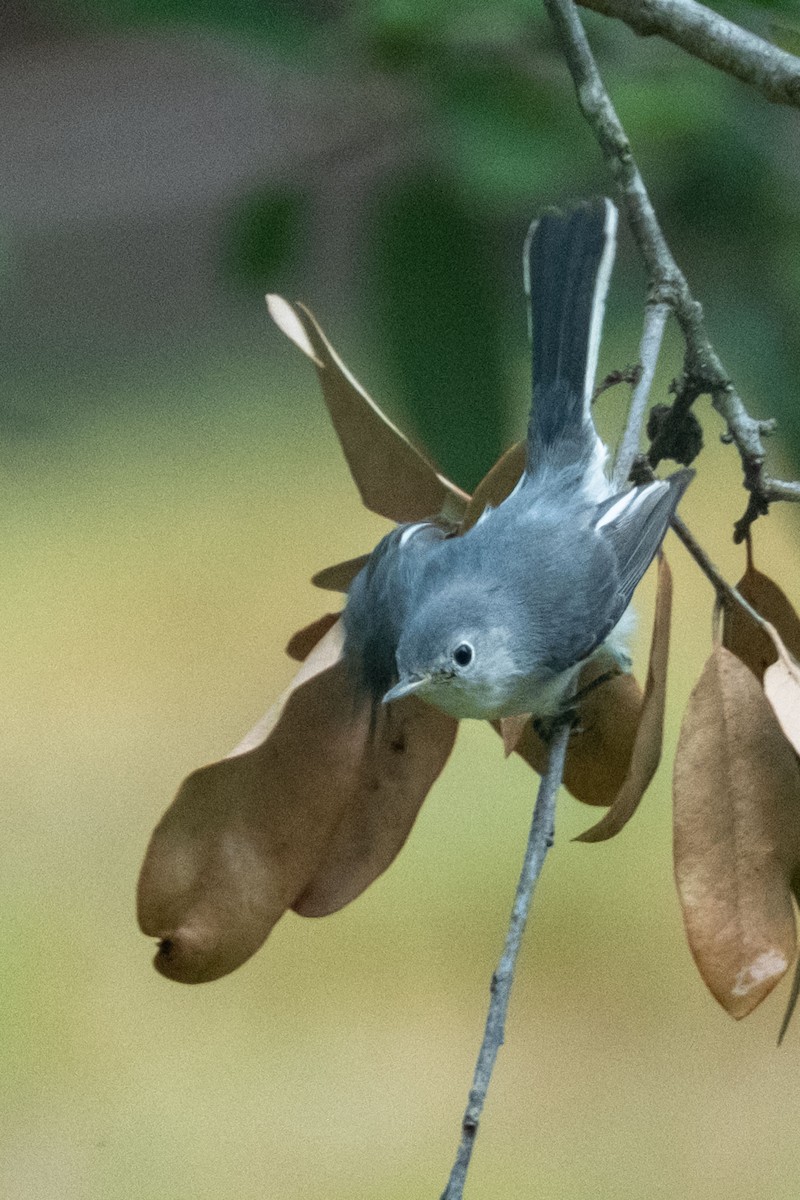 Blue-gray Gnatcatcher - ML642509846