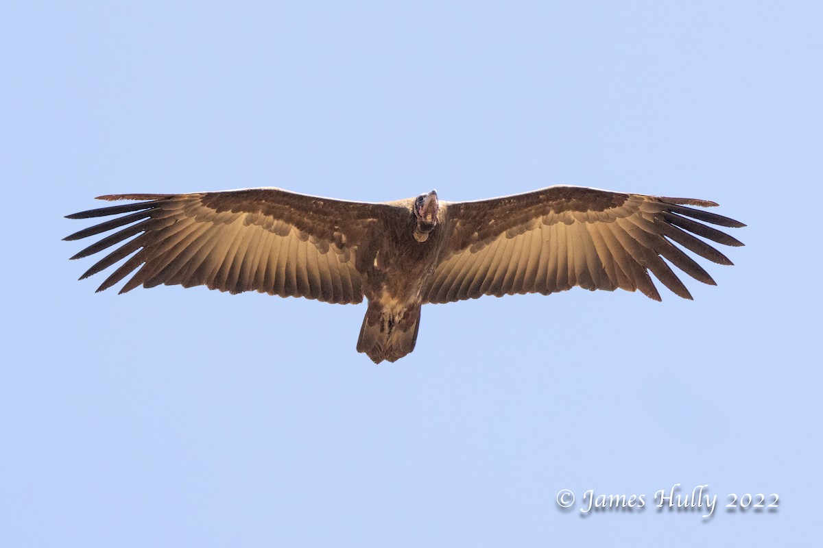 Hooded Vulture - ML642509848