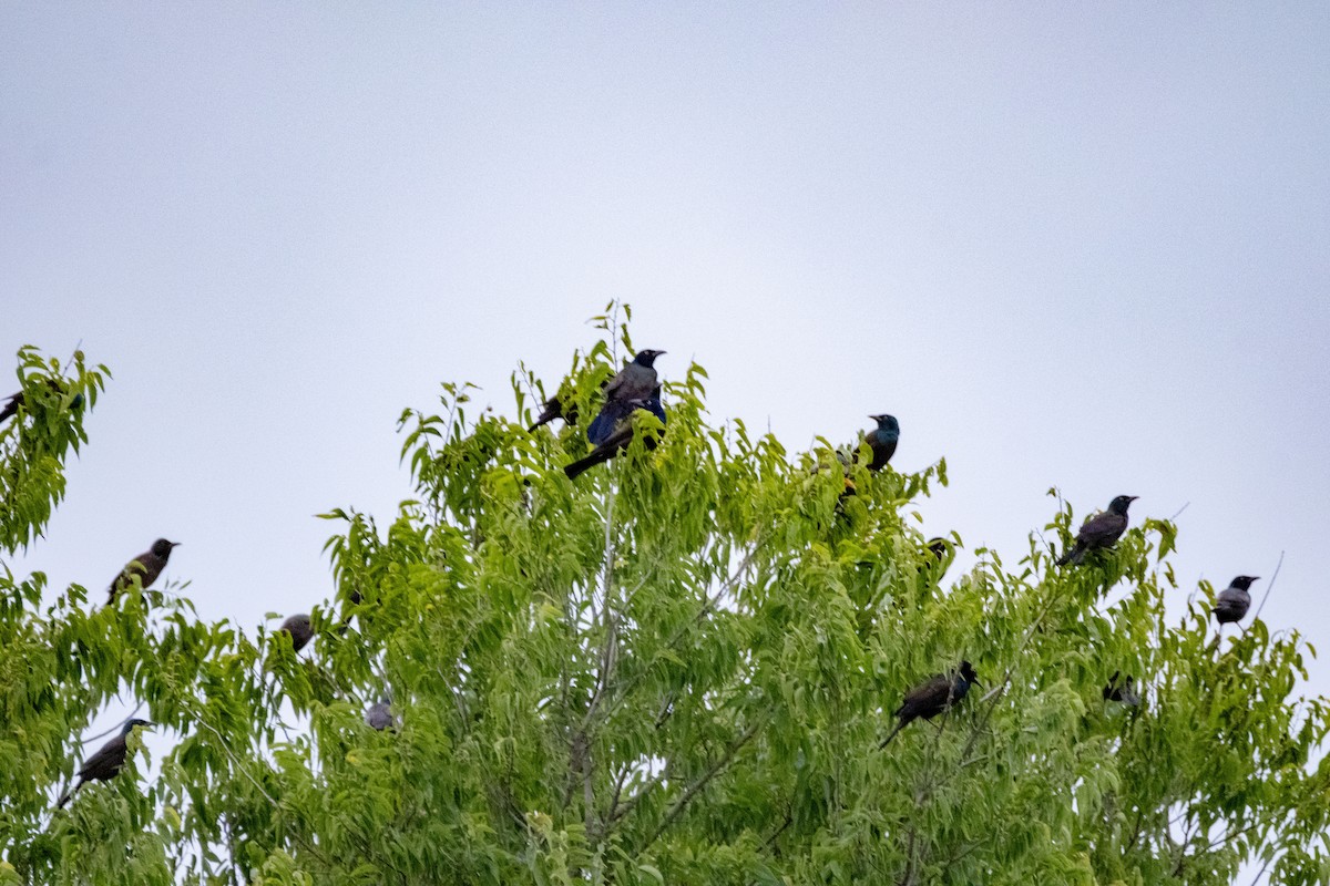 Common Grackle - ML642509849