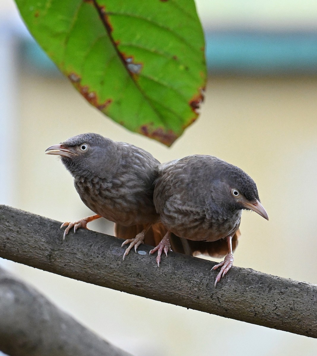 Jungle Babbler (Black-winged) - ML642509857