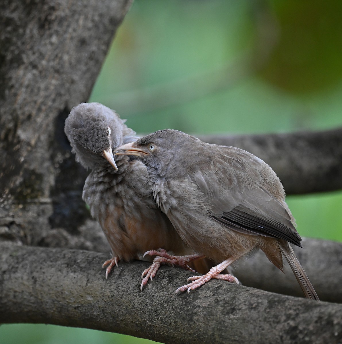 Jungle Babbler (Black-winged) - ML642509858