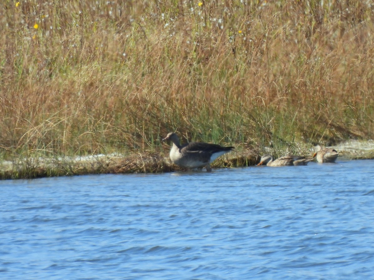 tundragås - ML642509859
