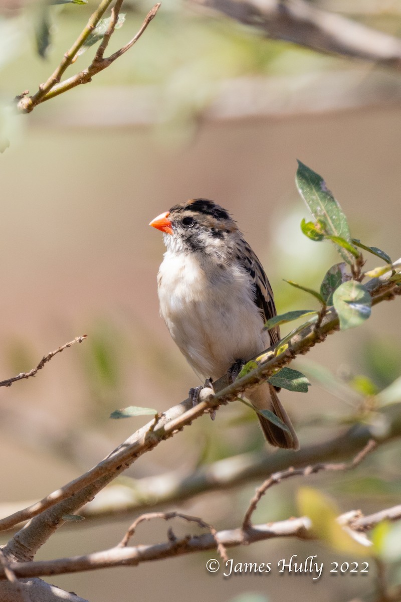 Pin-tailed Whydah - ML642509860