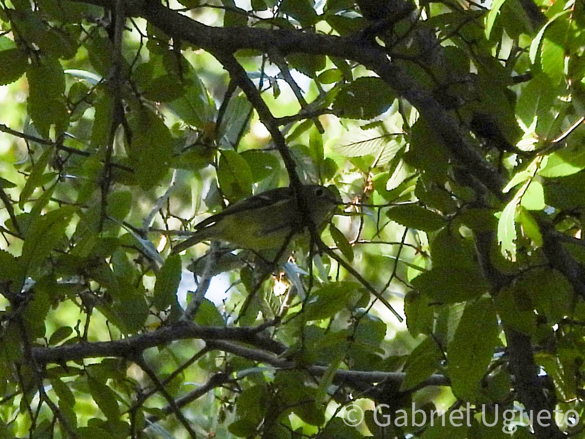 Ruby-crowned Kinglet - ML642509861