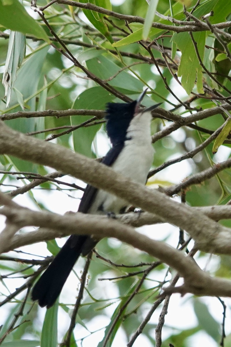 Paperbark Flycatcher - ML642509881