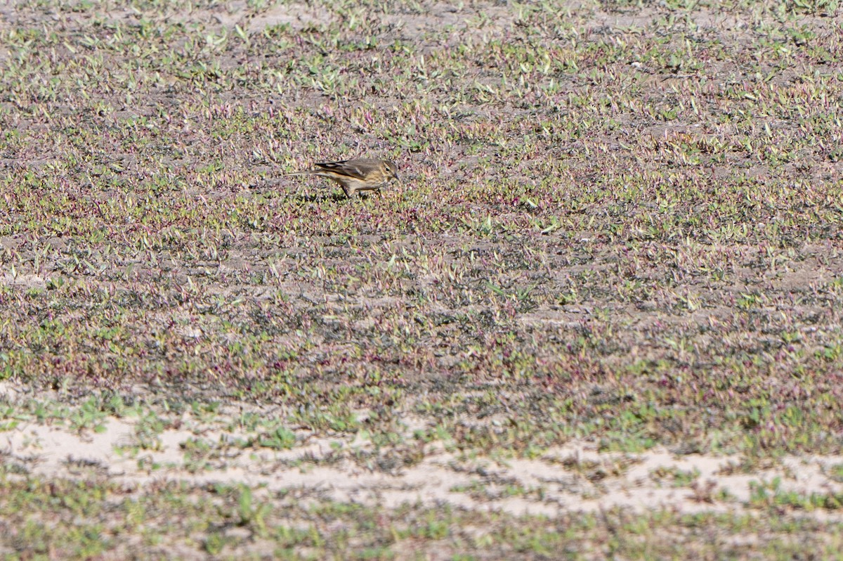 American Pipit - ML642509893