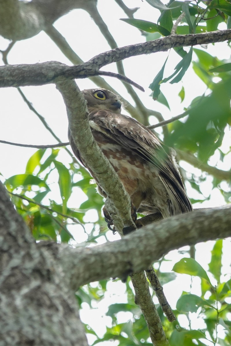 Barking Owl - ML642509895
