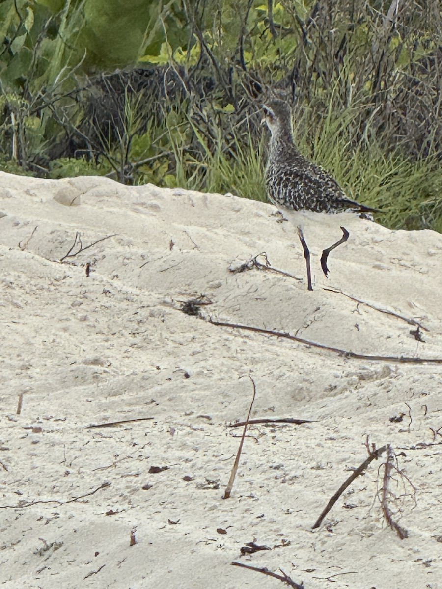 American Golden-Plover - ML642509897