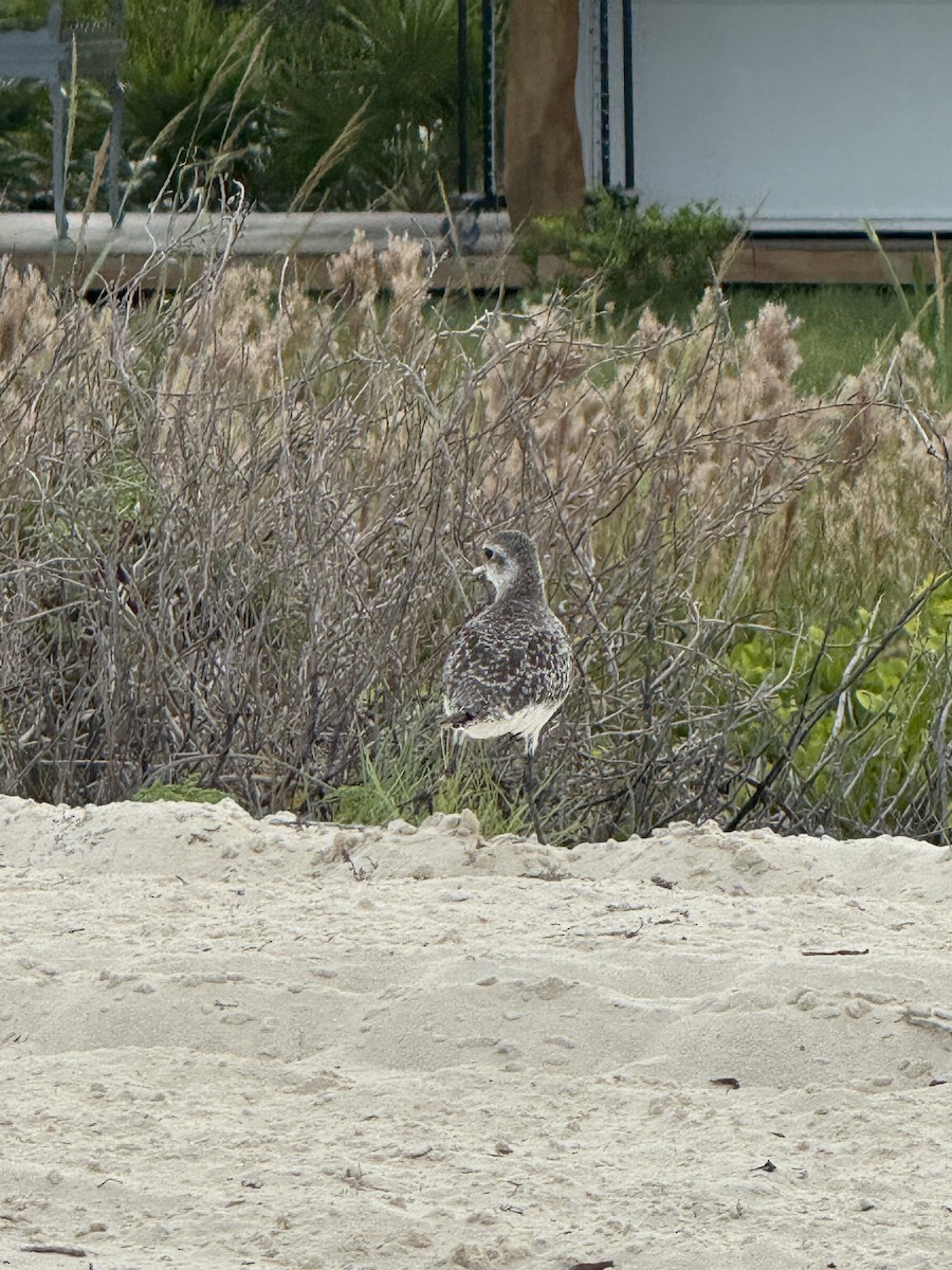 American Golden-Plover - ML642509898