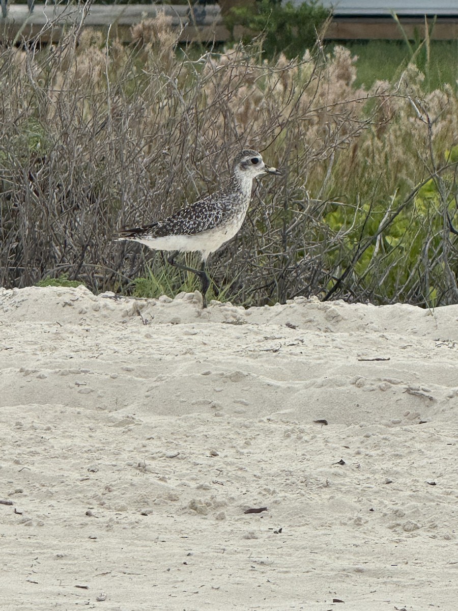 American Golden-Plover - ML642509899