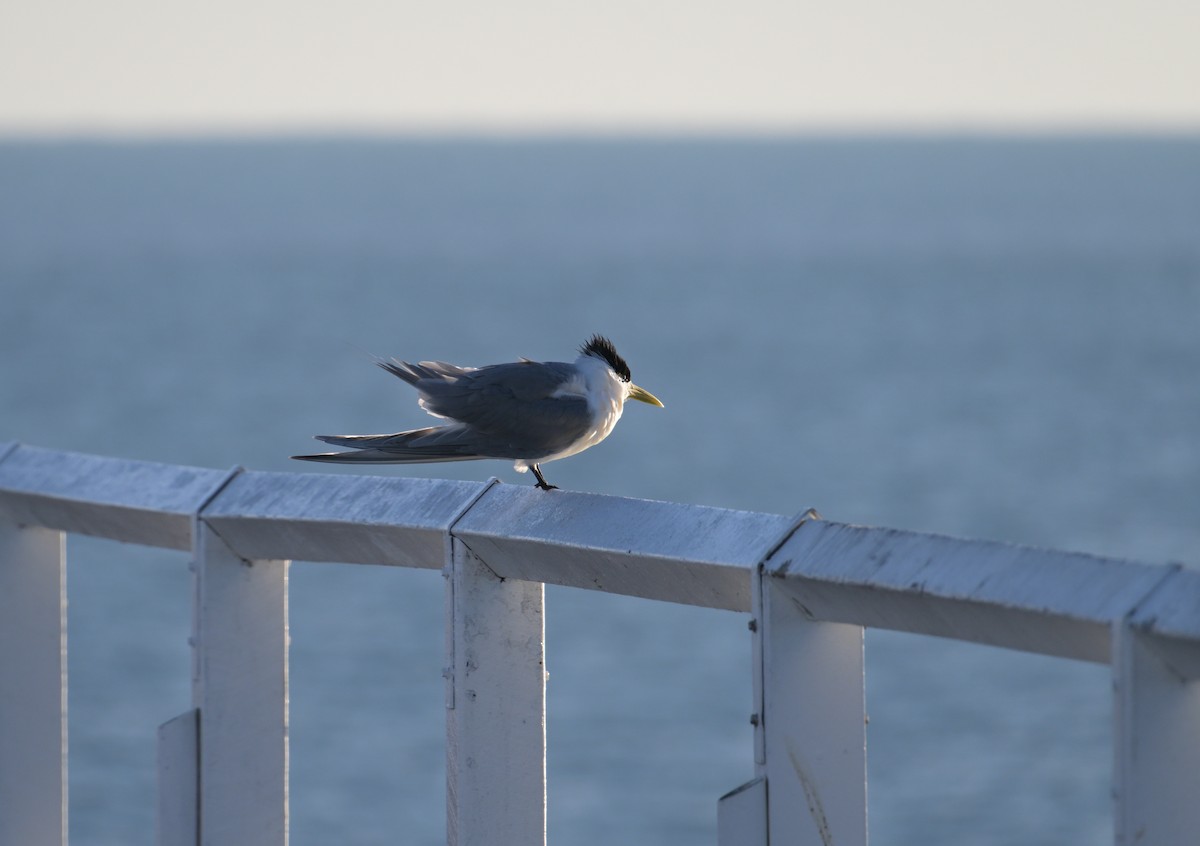 Great Crested Tern - ML642509902