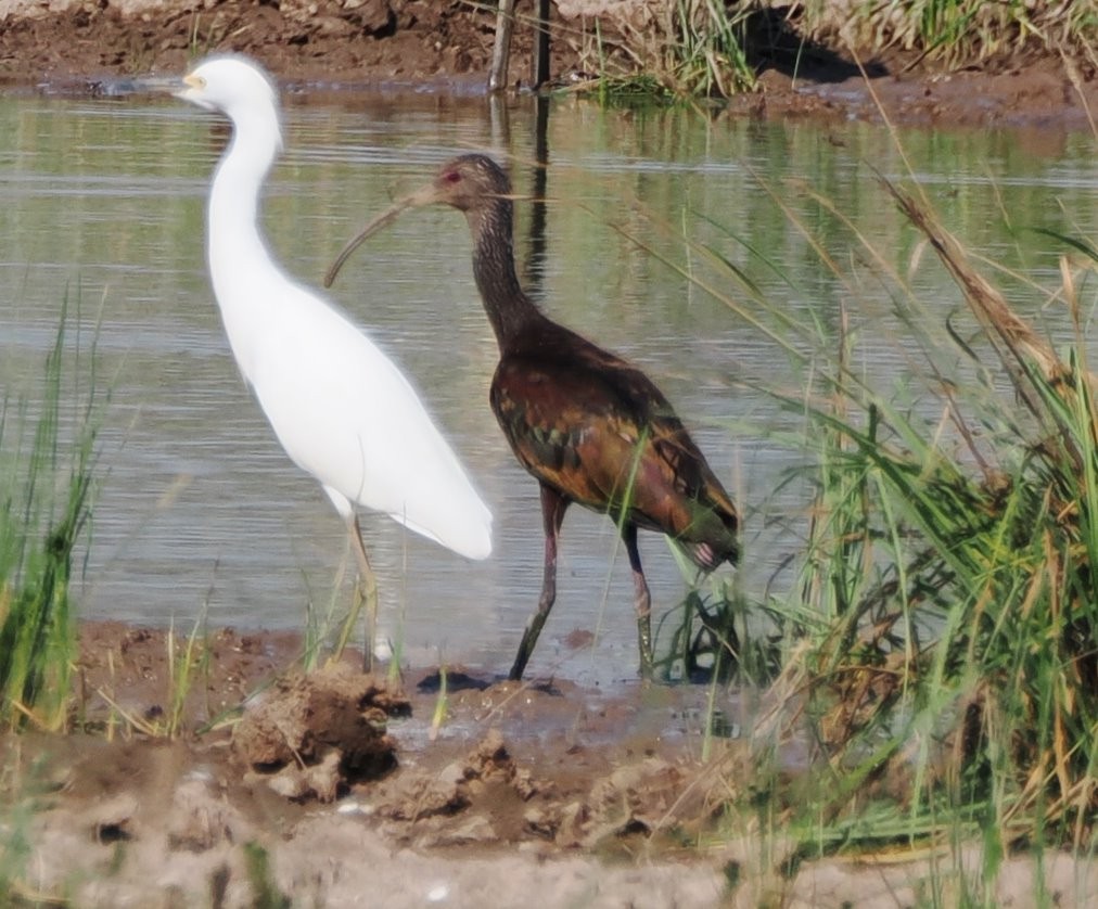White-faced Ibis - ML642509903