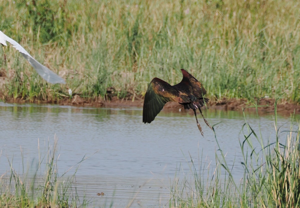 White-faced Ibis - ML642509905