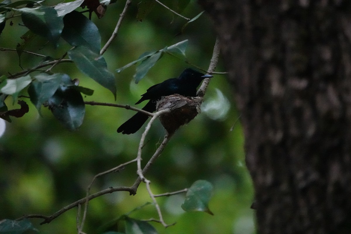 Shining Flycatcher - ML642509906