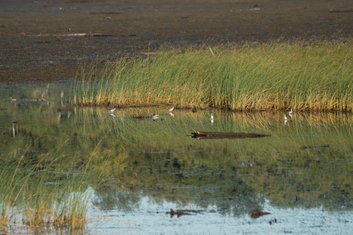 Greater Yellowlegs - ML642509908