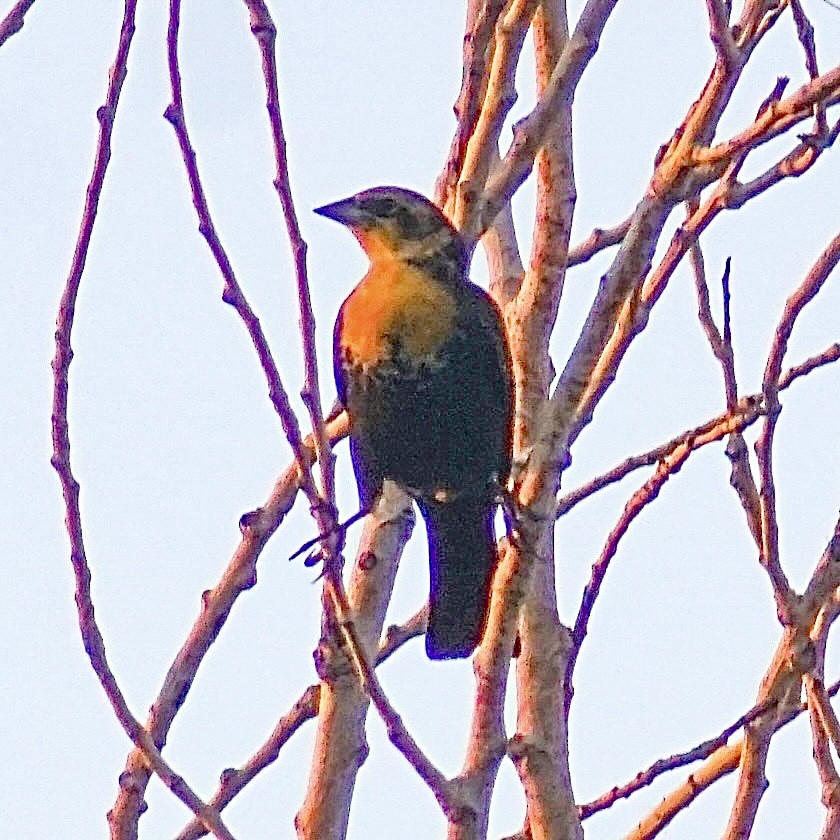 Yellow-headed Blackbird - ML642509909