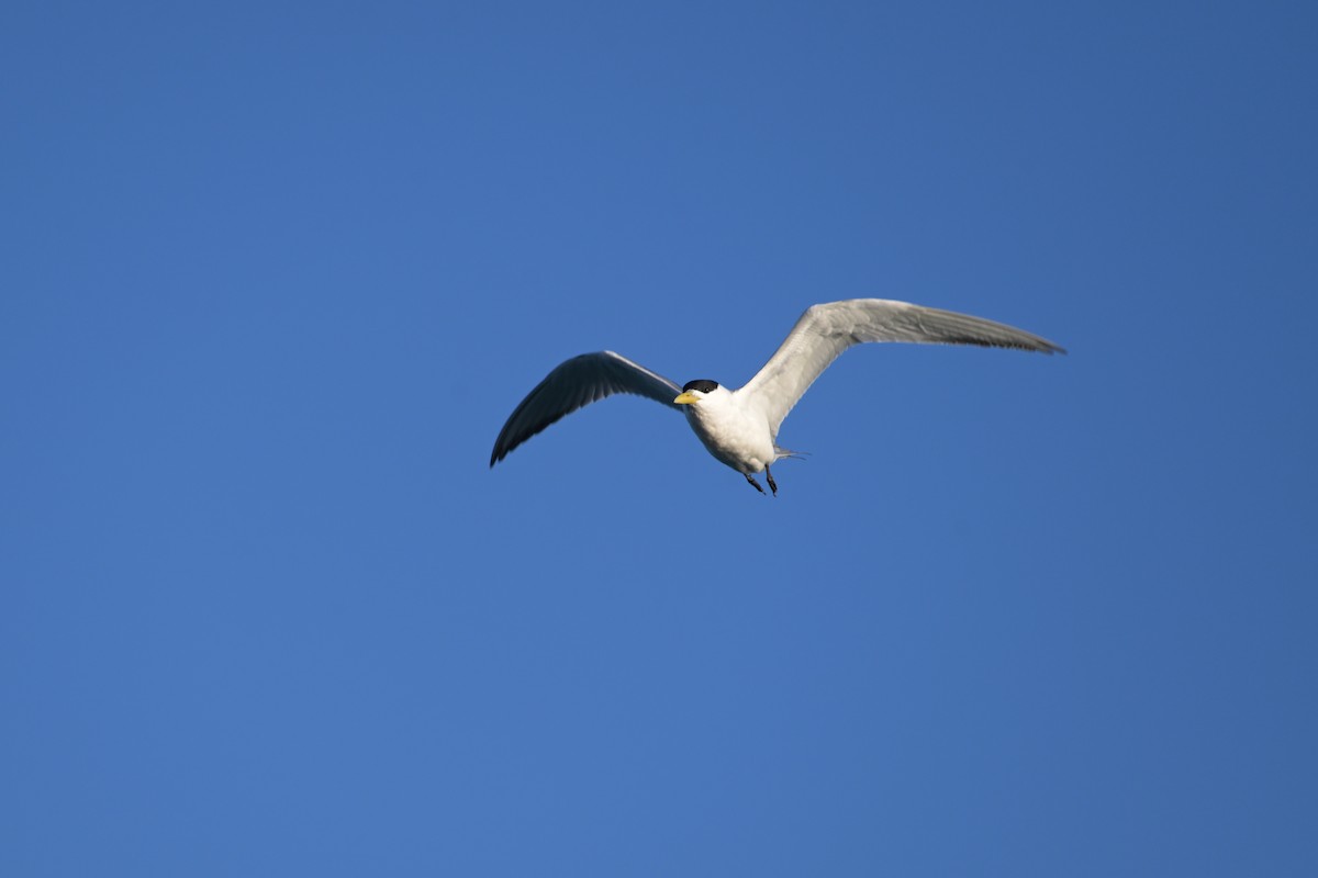 Great Crested Tern - ML642509910