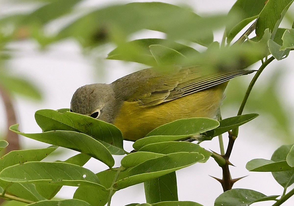 Nashville Warbler - ML642509913