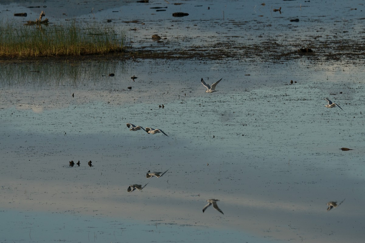 Ring-billed Gull - ML642509914