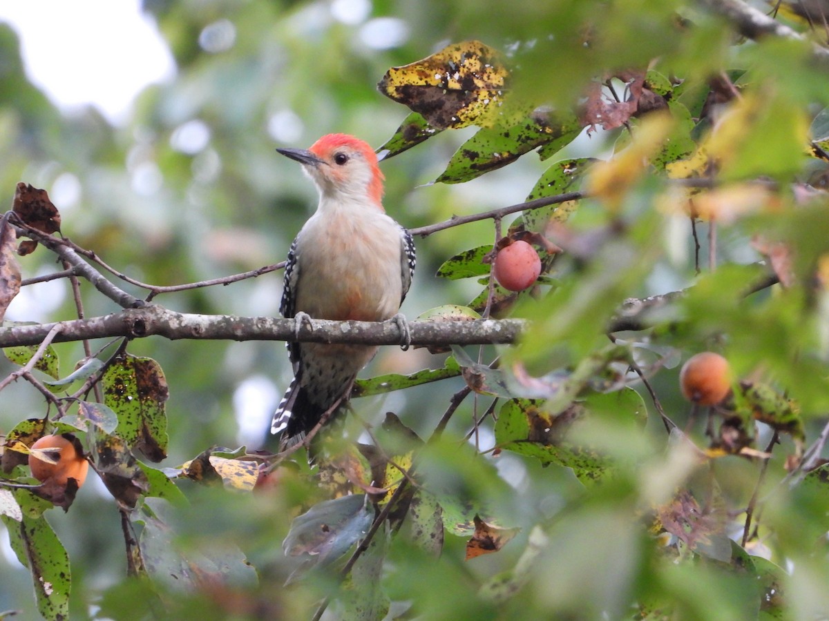 Red-bellied Woodpecker - ML642509915