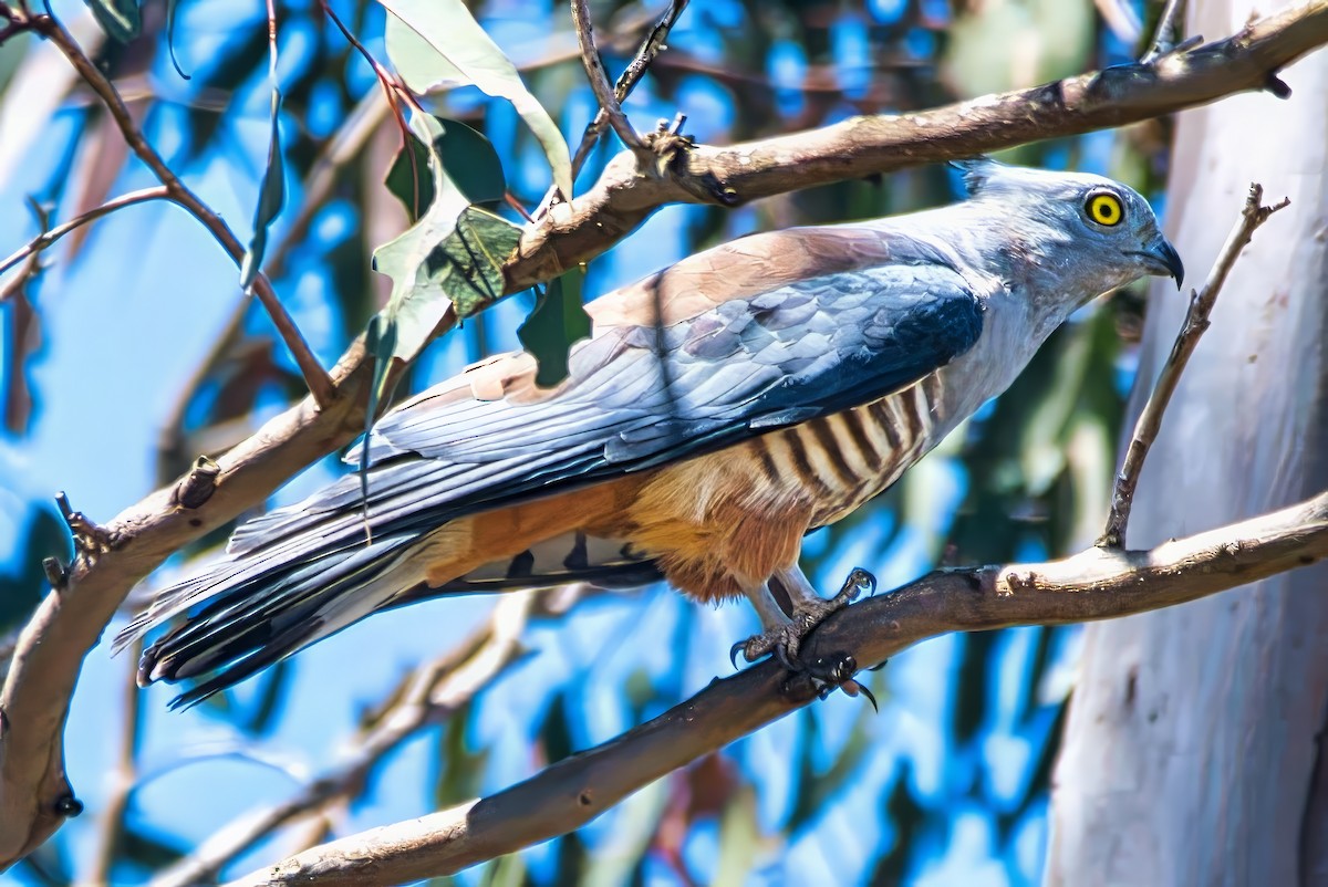 Pacific Baza - ML642509917