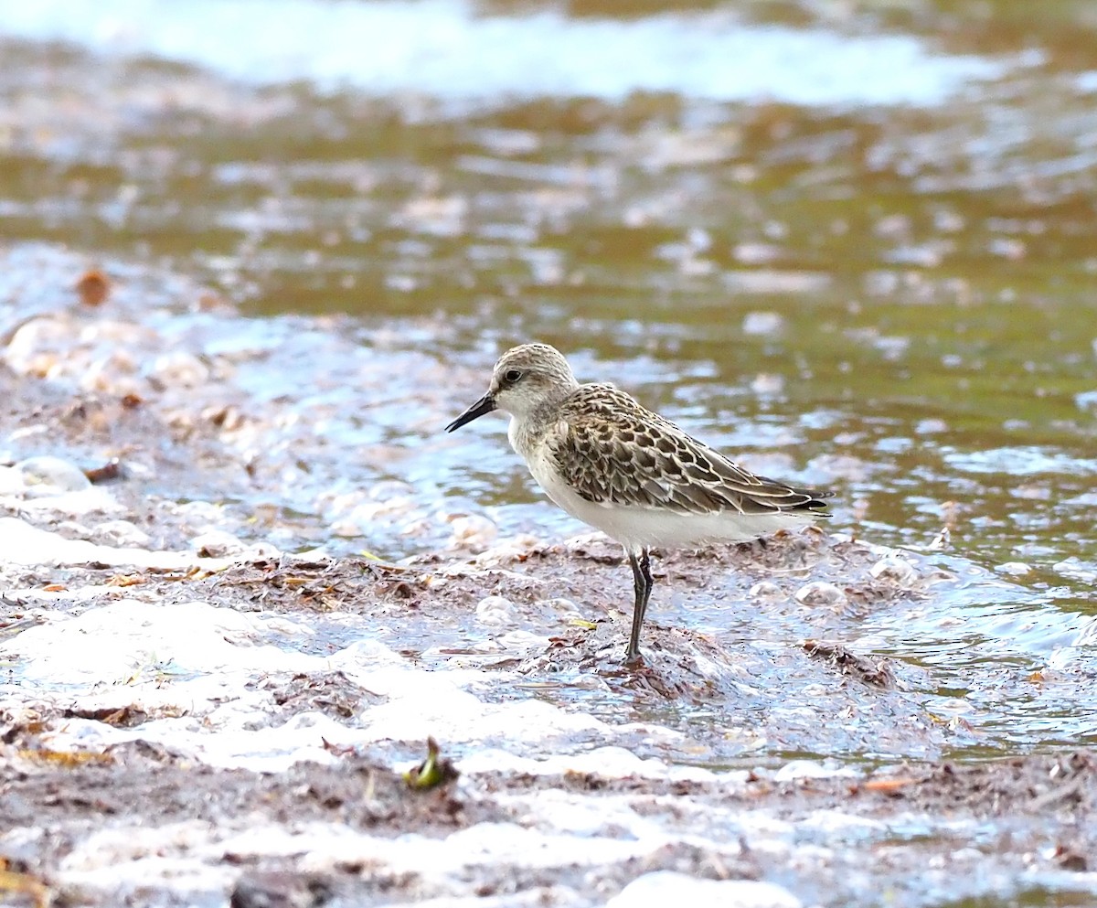 Semipalmated Sandpiper - ML642509918